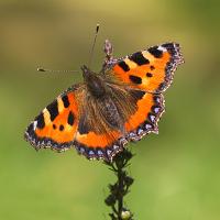 Small Tortoiseshell butterfly 